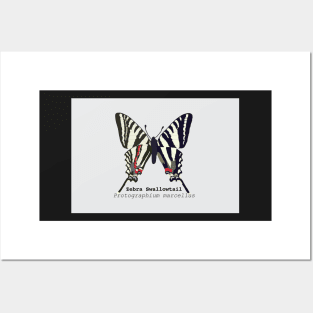 Zebra Swallowtail Posters and Art